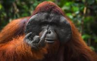 18 hilarious photos from the 2026 Comedy Wildlife Awards