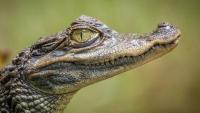 Myanmar Man Shares Fake AI Crocodile Image, Disrupts Singapore Reservoir, Charged