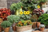 Home Gardening Trends and the Growth of Community Allotments