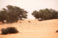 World Forest Week: FAO urges greater investment and action for the world’s dryland forests