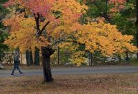 The best places to enjoy foliage in central Maine