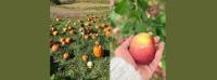 Which Fall Flavor Do New Yorkers Prefer?