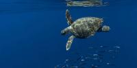Conserving a Connected Ocean