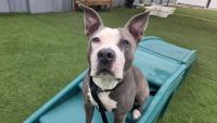 Ball of energy: Meet Chi Chi, the Nebraska Humane Society's pet of the week