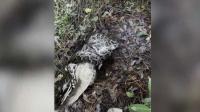 Python swallows pet peacock in Florida backyard