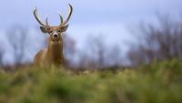 Michigan fall hunting guide: Deer, waterfowl, small game season dates to know
