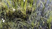 Boglands Are Museums That Help Protect Us From Climate Change
