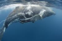 South Atlantic Whale Sanctuary bid fails a second time at IWC