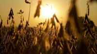 China soybean buying lifts US exports