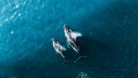 Research in Chubut: causes of Southern Right Whale deaths and their impact on local marine biodiversity