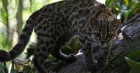 How ‘new’ is the tilcayo, the first cat species to be discovered in a 100 years?