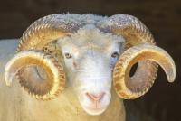RAM shortage to last two more years, say top manufacturers