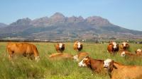 Healthier Farm Animals, Healthier Communities