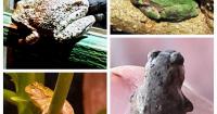 Sandy Parrill: Frost or not, get serious about gardening chores