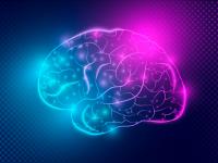 Computer model decoding the brain’s diversity