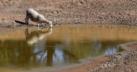 Warning El Nino could wipe $13b from Australian economy