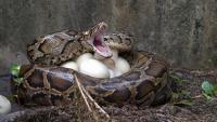 Adult female pythons cause the most trouble in Florida