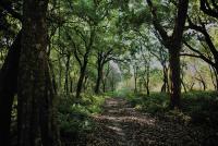 Transforming Nepal’s Green Cover to Green Wealth