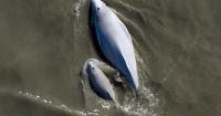 3 dead belugas seen days apart in Cook Inlet. It’s common, researchers say.