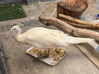 Pasadena’s white peacock Sugar, beaten by mail carrier, is relocated to private Northern California ranch
