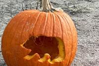 Keep wildlife in mind when placing pumpkins this season