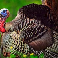 Minnesota's fall turkey season opens this weekend