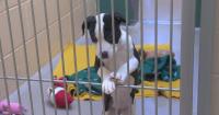 Dane Co. Humane Society offering adoption fee discounts for dogs as shelter nears capacity