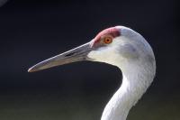 Utah increases sandhill crane hunting permits as more birds stay through winter