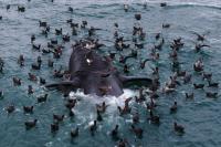 Scientists search for answers as baby whales wash up dead in Argentina