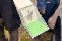 Irish Minister confirms successful location of an Asian hornet nest in Co Cork
