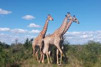 Why South Africa’s Waterberg Makes an Easy First Family Safari