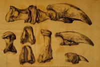 West Virginia cave fossils helped Thomas Jefferson discover an extinct giant