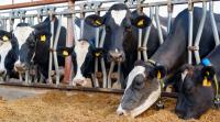 Farmers face winter feed challenges as forage stocks run low
