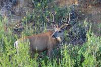 Ever wonder what happens to roadkill? We asked the Oklahoma Department of Transportation