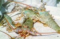 Lobster fishing season begins in Oman