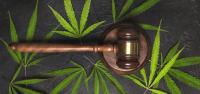 DEA Judge Puts Federal Cannabis Rescheduling Process on Pause