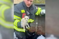 Massachusetts Firefighters Rescue Tiny Kitten From Station Dumpster Before Finding Him a Home