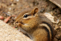 It’s chipmunk season, Michigan. The cute critters are causing trouble once again
