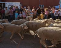 How to Montana: Driving sheep through downtown Reed Point