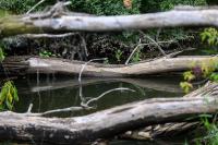 Planning commission focuses on rebuilding Northwest Indiana’s tree canopy