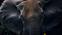 Gabon's Isolated Wilderness and Rich Culture Make It a Safari Destination Beyond Compare