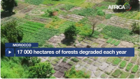 Morocco : 17,000 hectares of forest are degraded each year