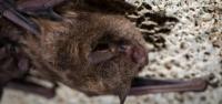 Modern Science: An Ohio University professor studies the mechanisms behind bats using echolocation