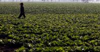 U.S. food safety regulator closes lettuce parasite probe, links outbreak to Mexico facility
