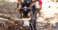 1 in 5 adults unaware of essential role working animals play worldwide