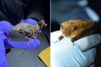 Tiny Cellular Trackers Are Helping Scientists Follow Endangered Bats Through a National Park, Including One That Traveled 130 Miles