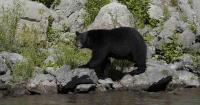 Watch: Japanese Couple Stopped for a Hokkaido Bear. It Filed a Complaint.