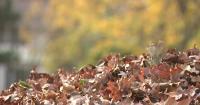 Milwaukee fall leaf collection runs through Nov. 15; what to know