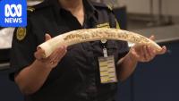 Ivory still legal to sell in Australia despite 2019 promise to ban it