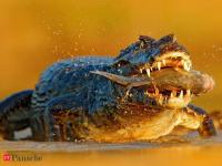 AI generated images can lead to jail time: Man's fake crocodile image message to colleague turns into a legal trouble due to one reason